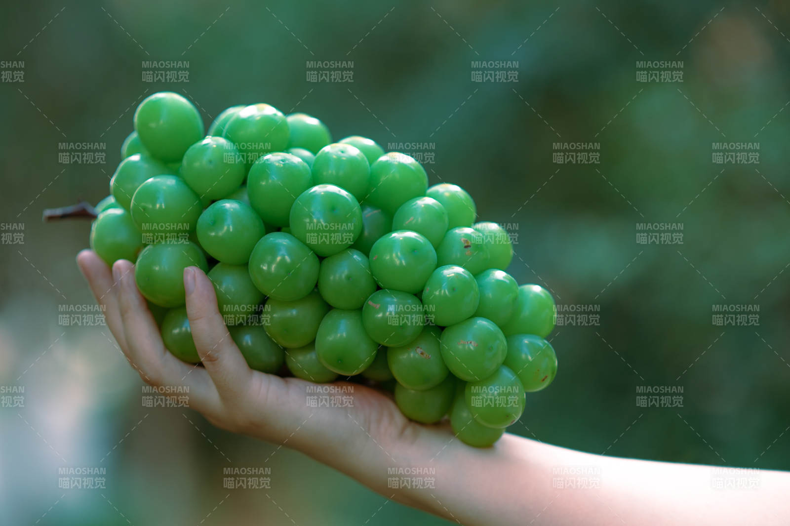 手捧新鲜绿葡萄图片