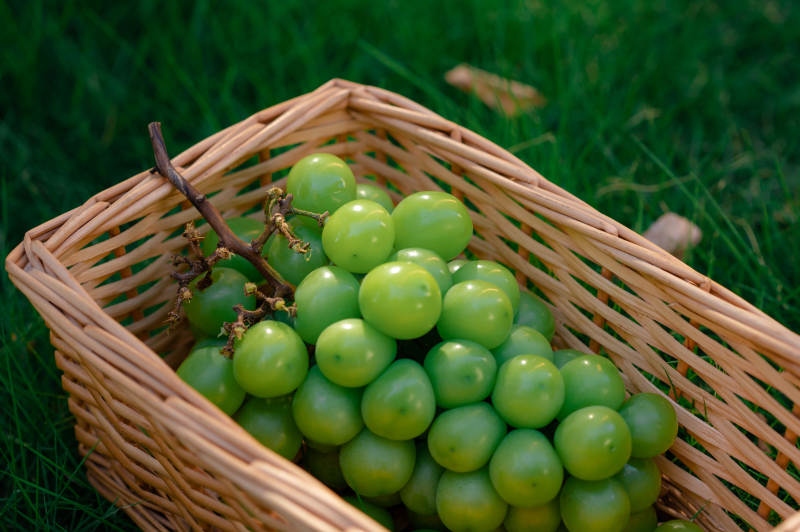 篮子里的青葡萄图片