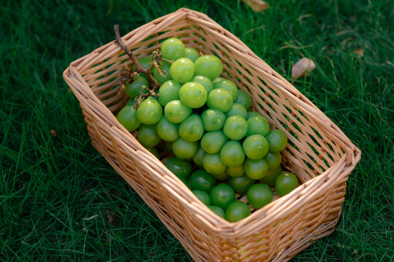 篮子里的青葡萄图片