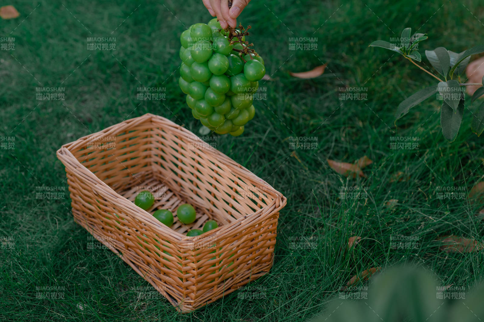 采摘葡萄 篮中绿意图片