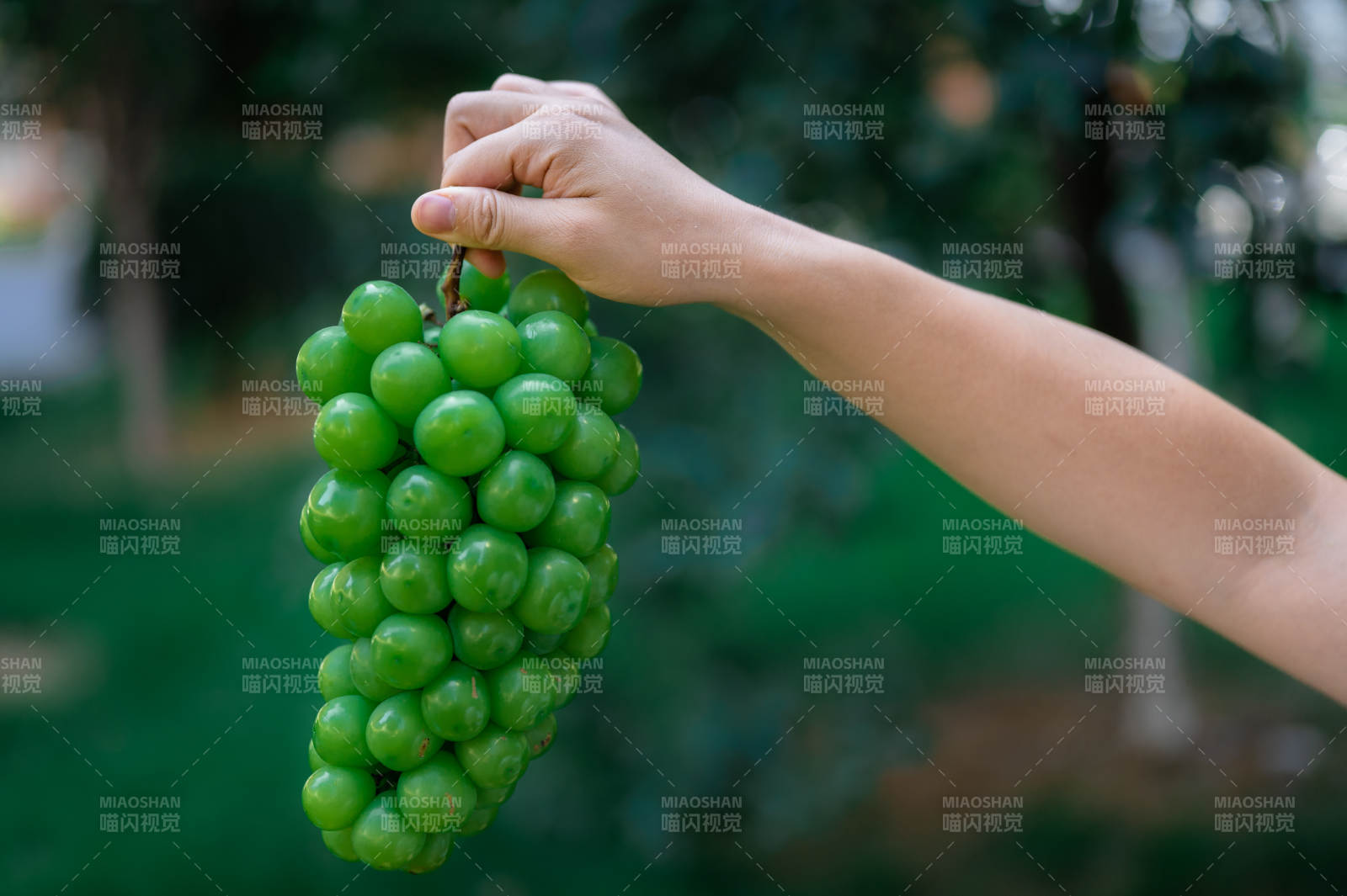 手握一串青葡萄图片