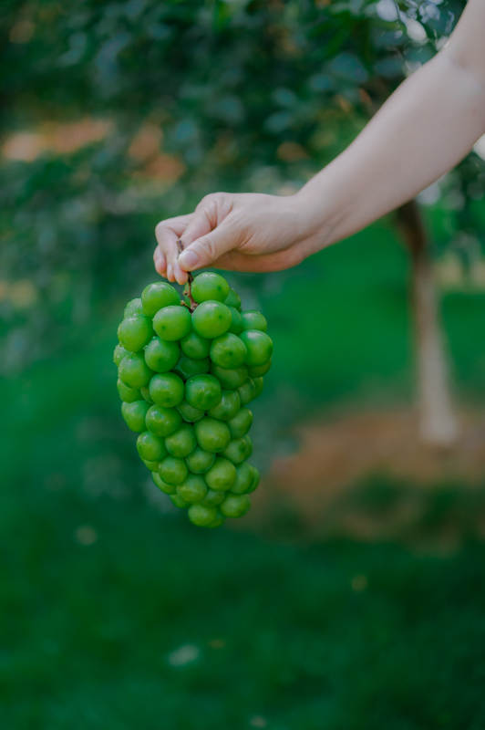 手握一串青葡萄图片