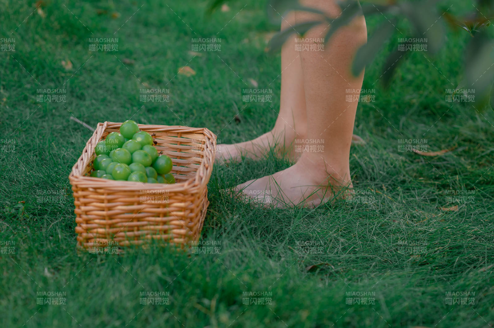 草地上的葡萄篮与脚步图片