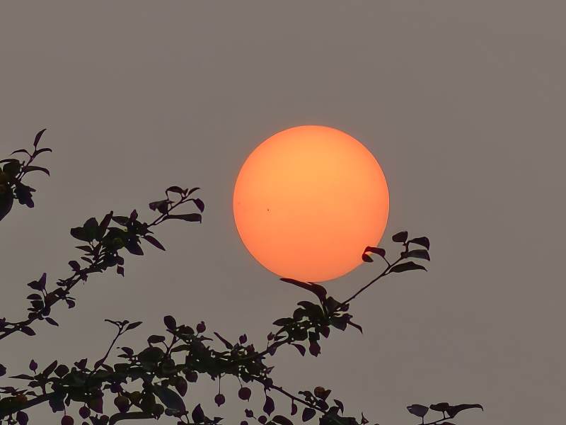 夕阳透过树枝的剪影图片