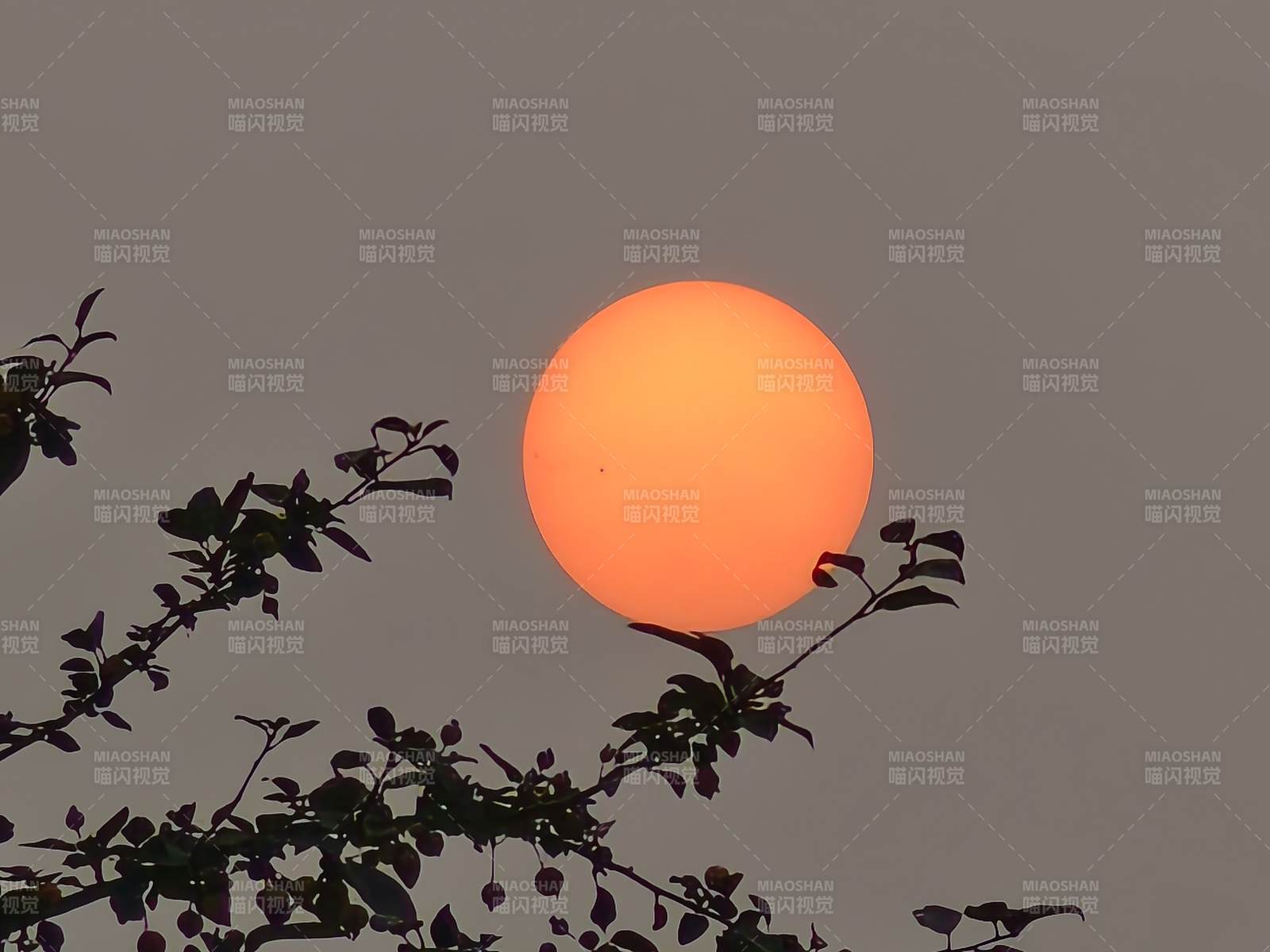 夕阳透过树枝的剪影图片