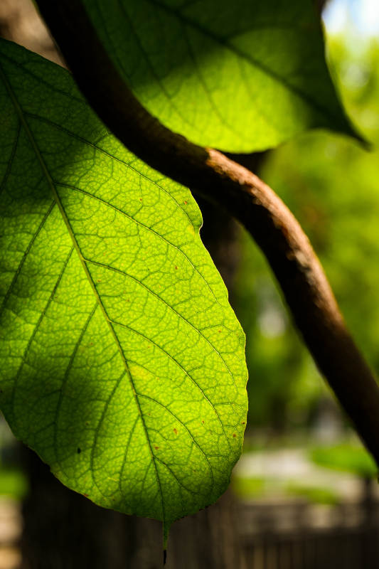 阳光下的绿叶纹理图片