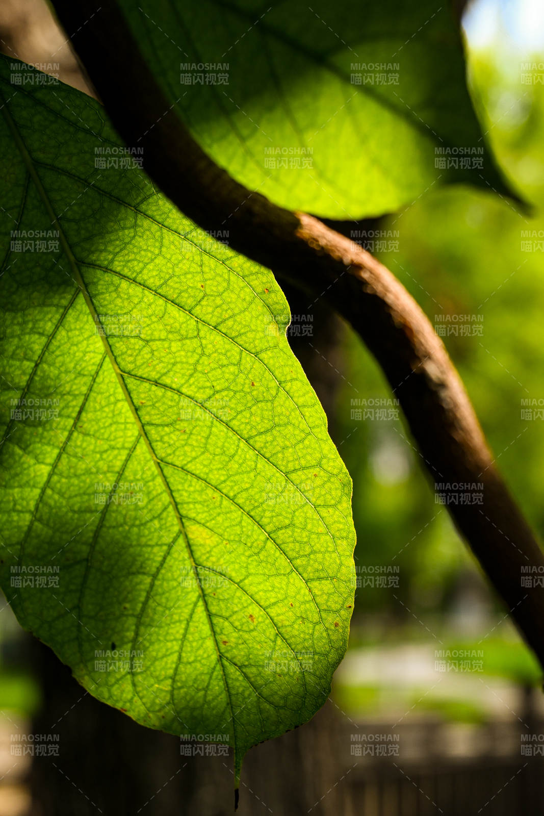 阳光下的绿叶纹理图片