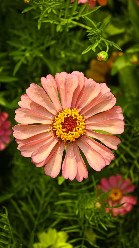 粉色雏菊的美丽瞬间图片