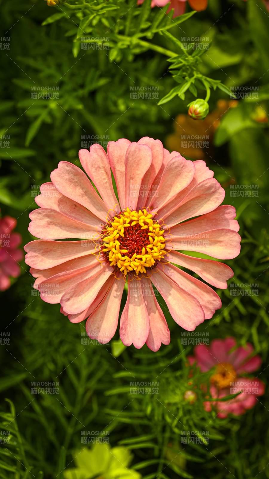 粉色雏菊的美丽瞬间图片