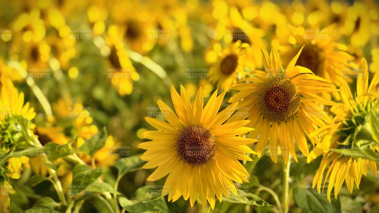 向日葵花田的明媚阳光图片