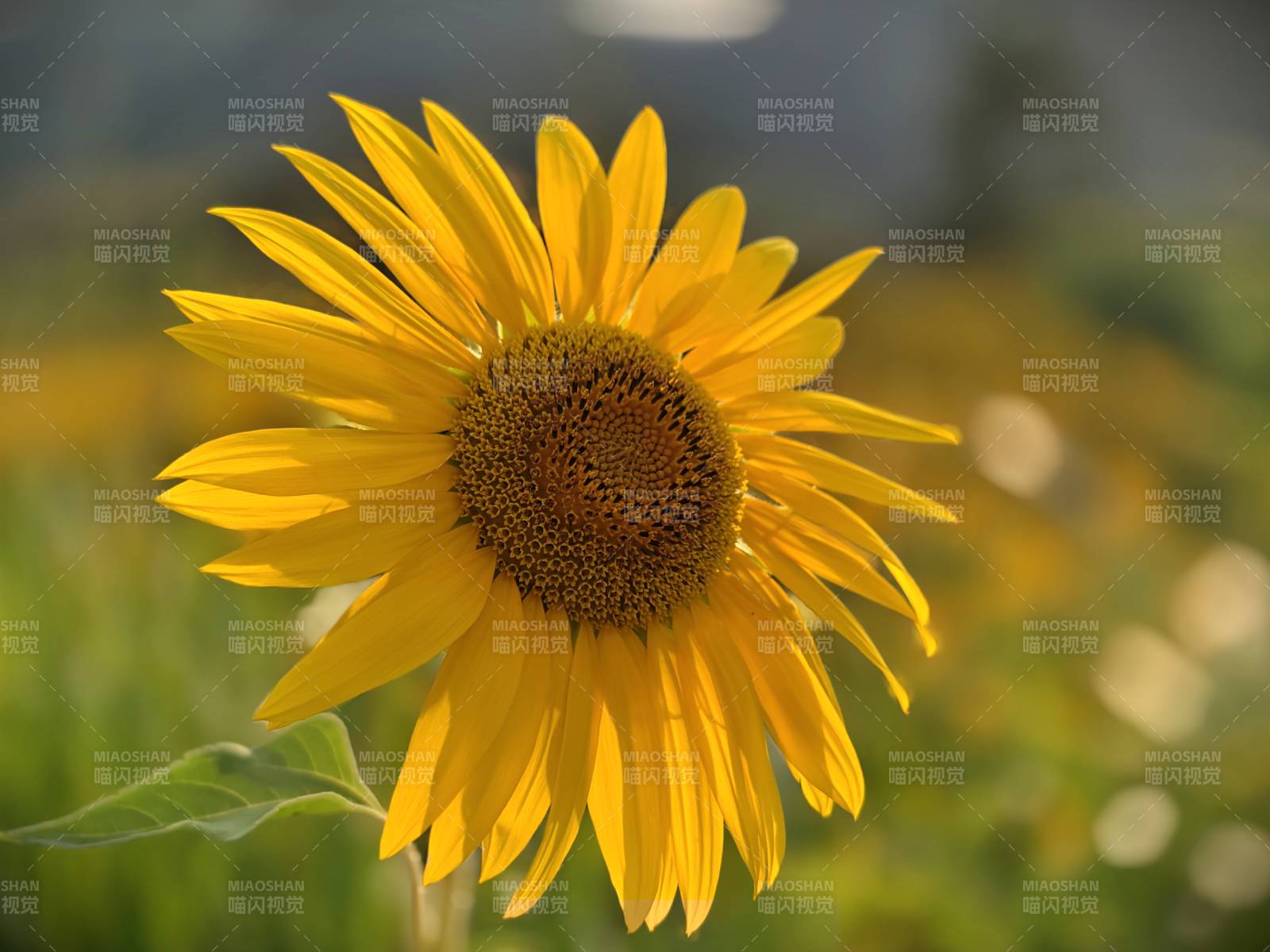 向日葵的温暖阳光图片