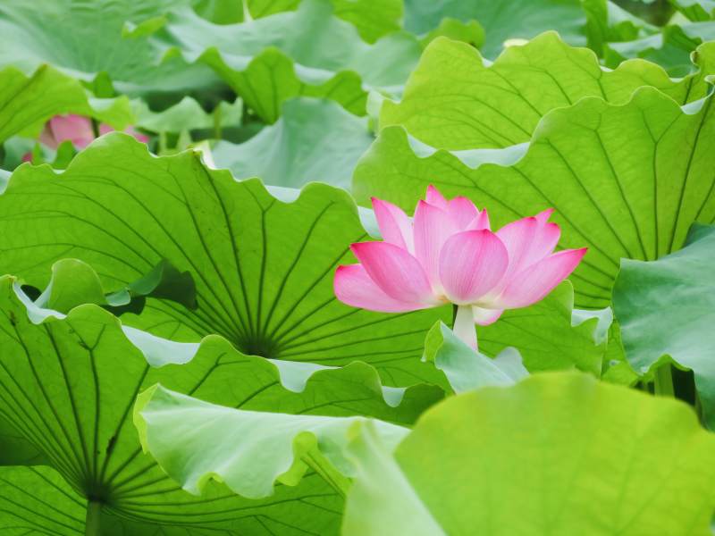 荷叶丛中绽放的莲花图片