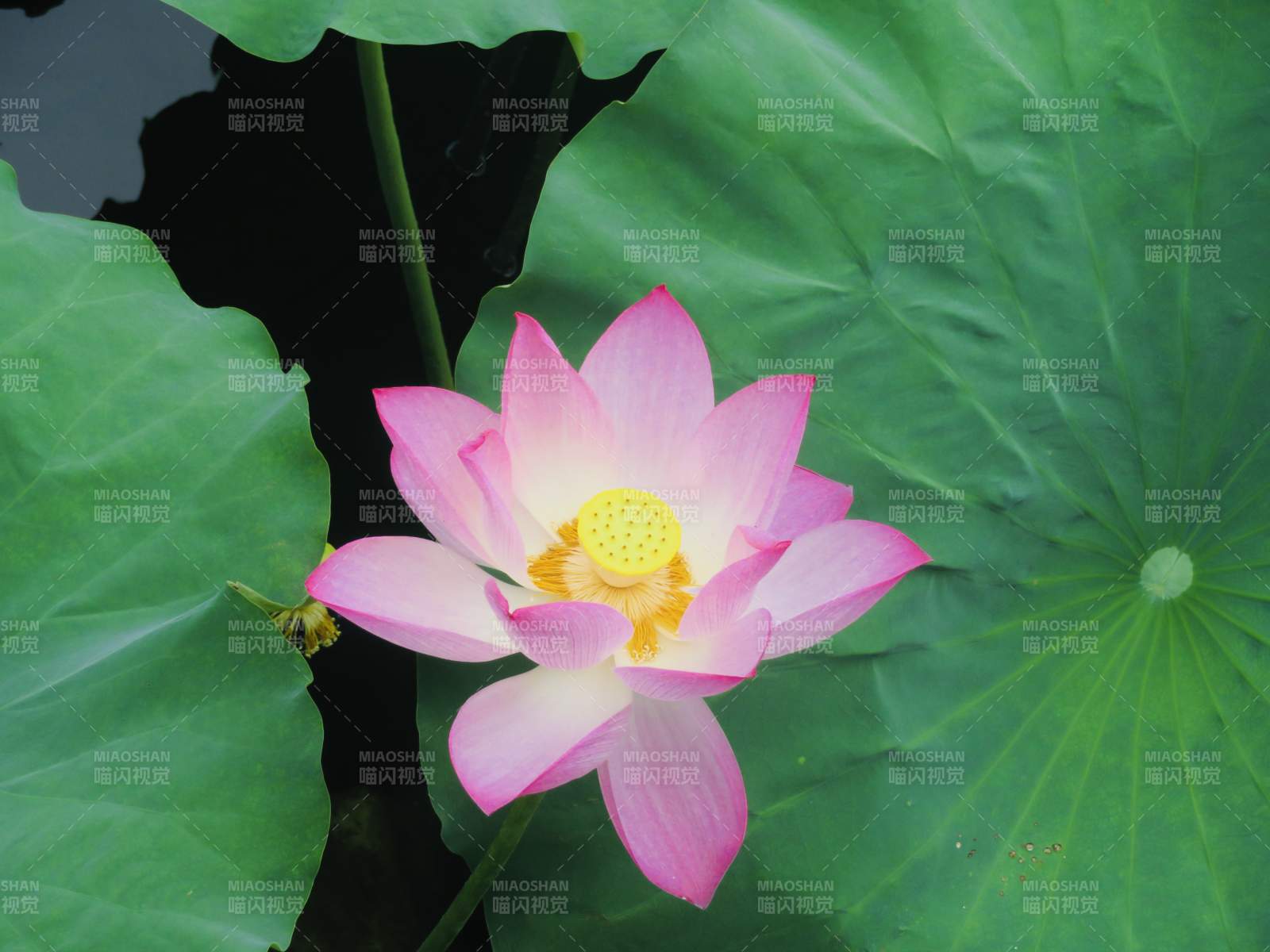 粉莲绽放 绿叶相伴图片