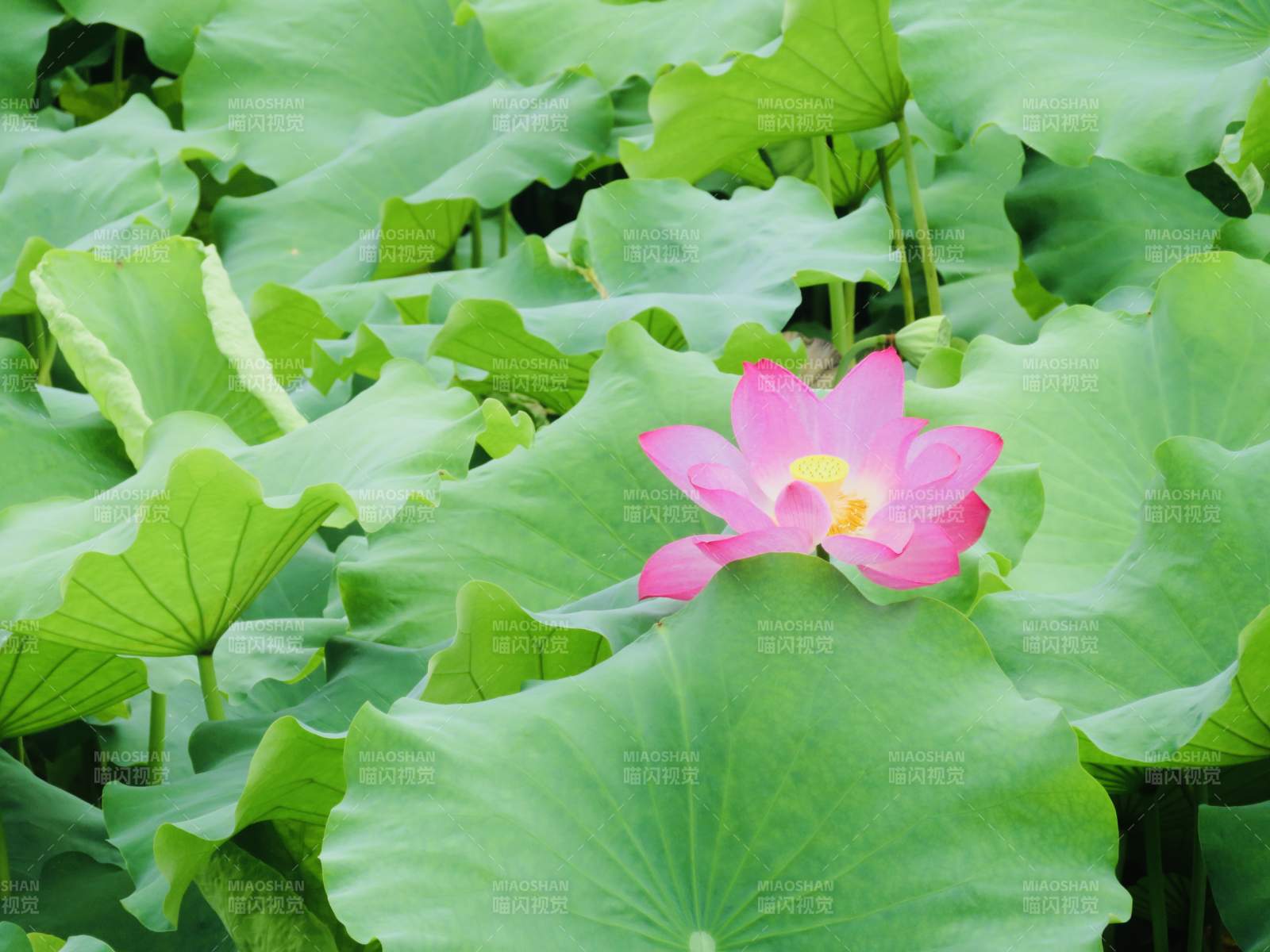 荷叶丛中绽放的莲花图片