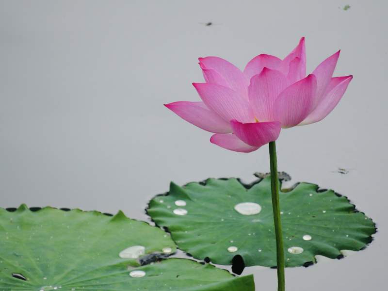 池中粉莲静谧绽放图片