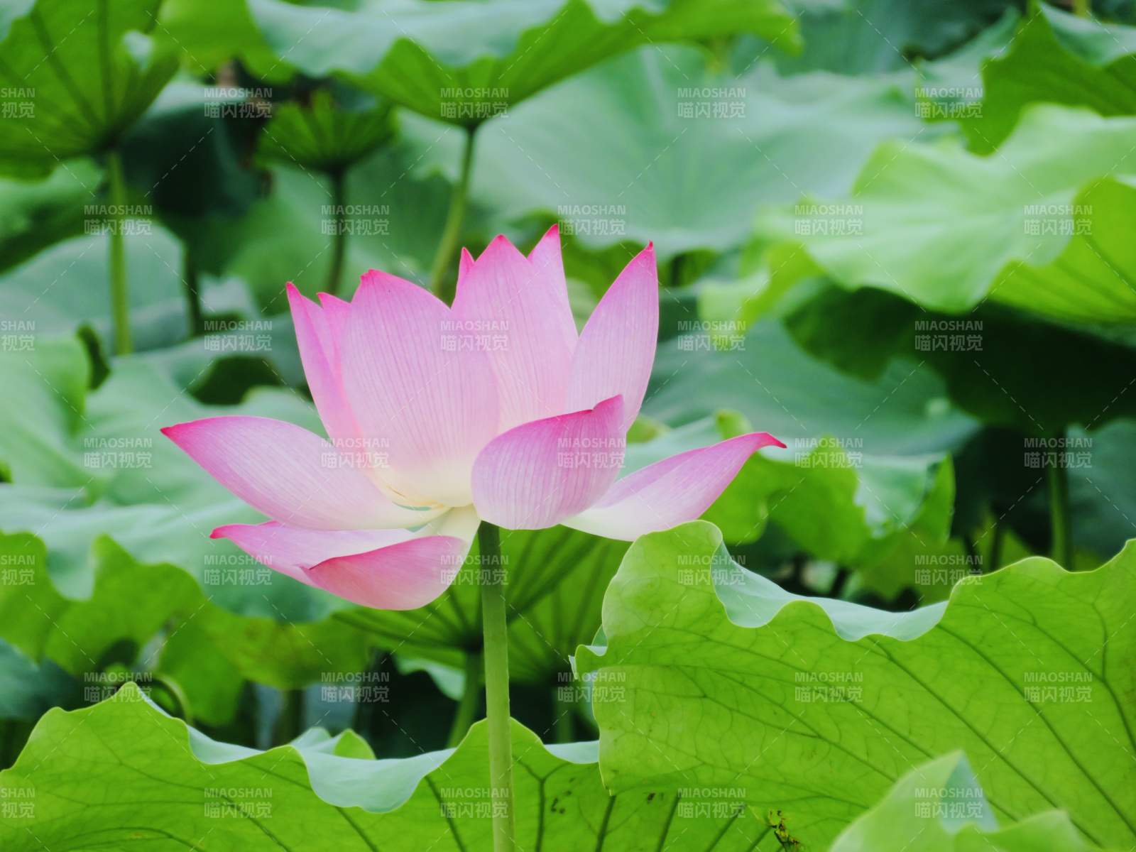 池中绽放的粉色莲花图片