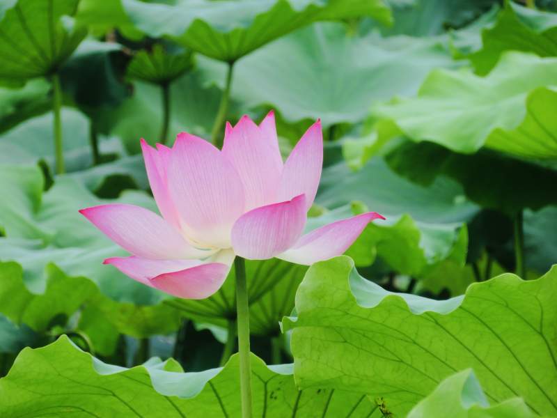 池中绽放的粉色莲花图片