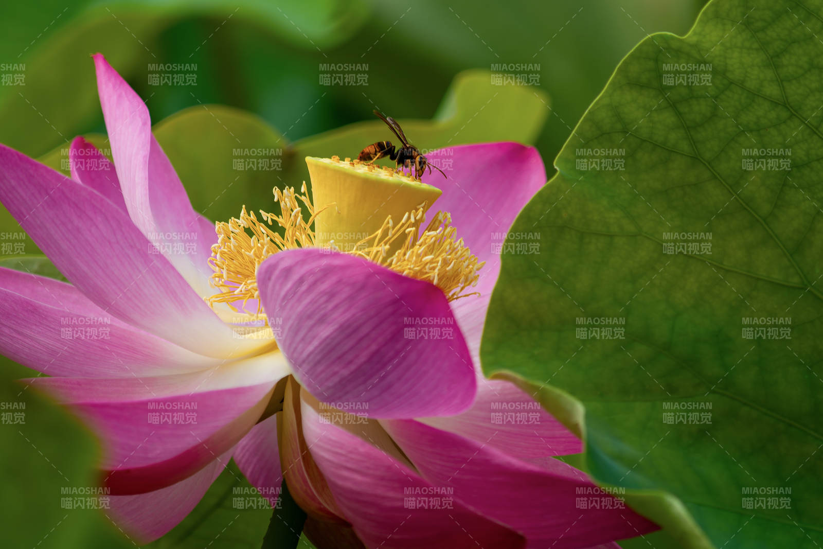 蜜蜂采蜜莲花间图片