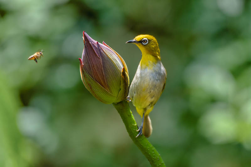 绣眼鸟与花蕾的邂逅图片