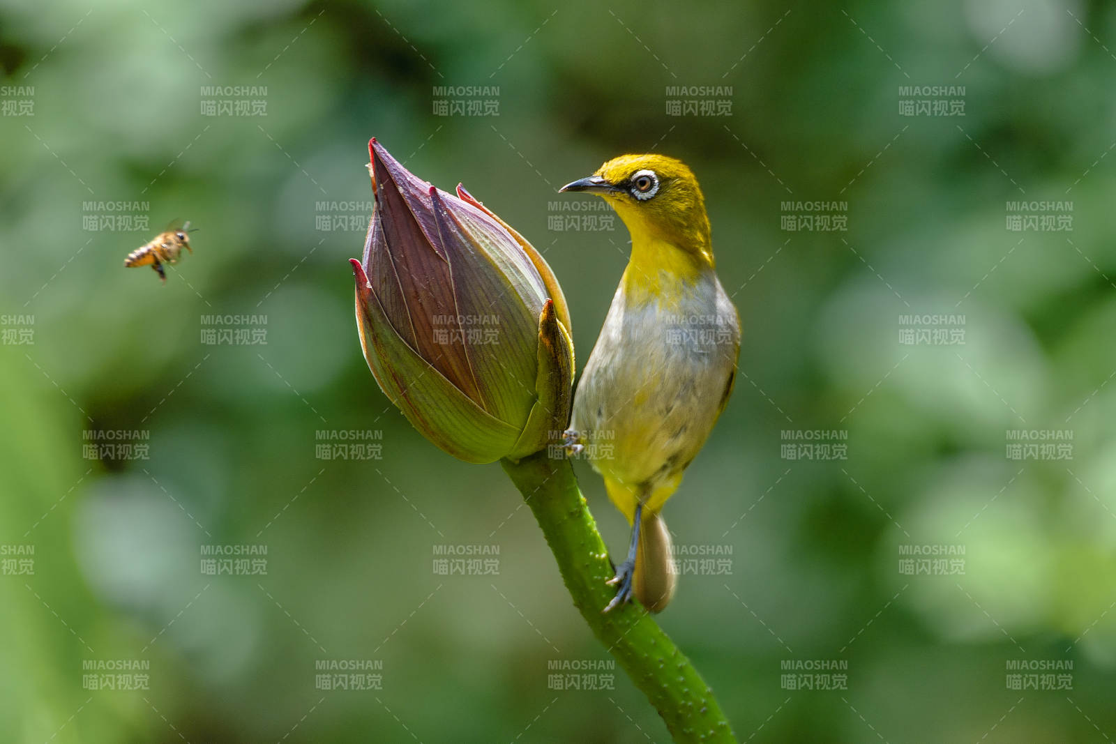 绣眼鸟与花蕾的邂逅图片
