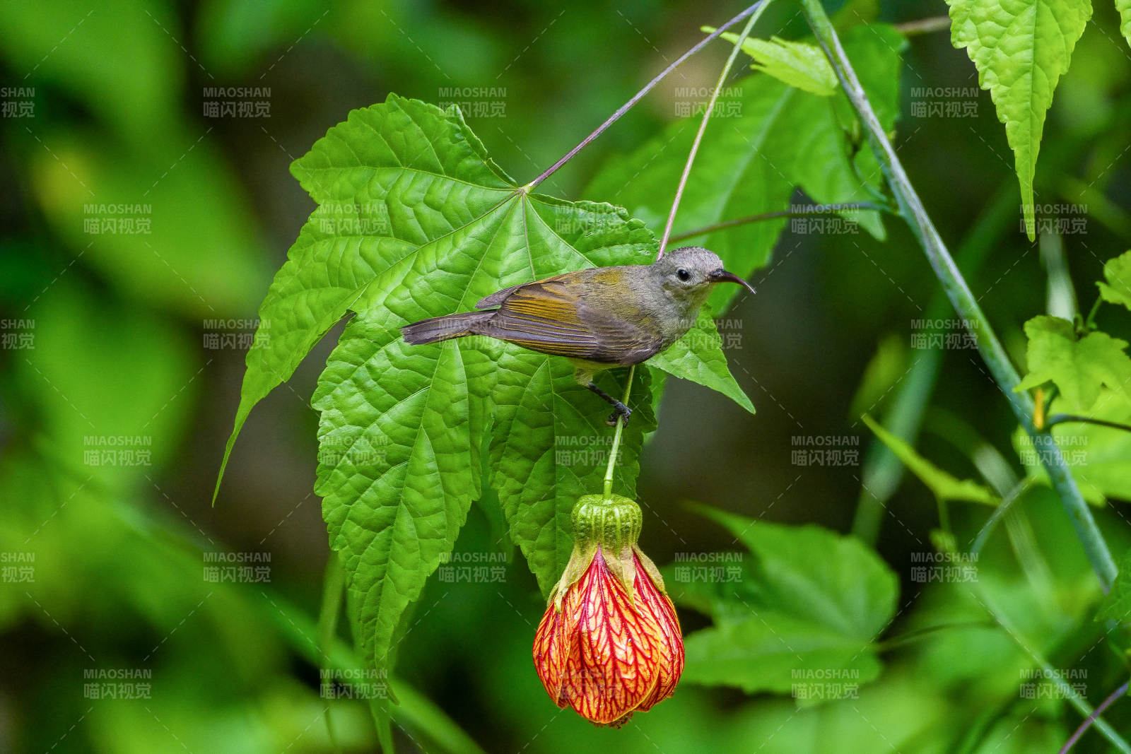 太阳鸟停歇在花上图片