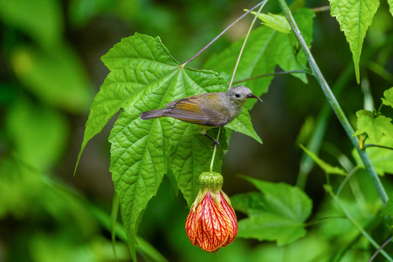 太阳鸟停歇在花上图片