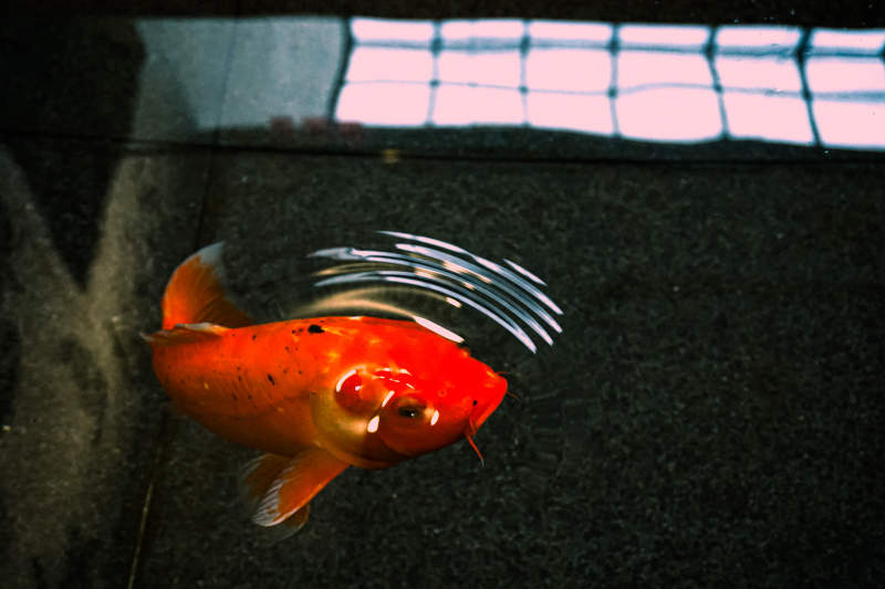 水中游动的橙色锦鲤图片