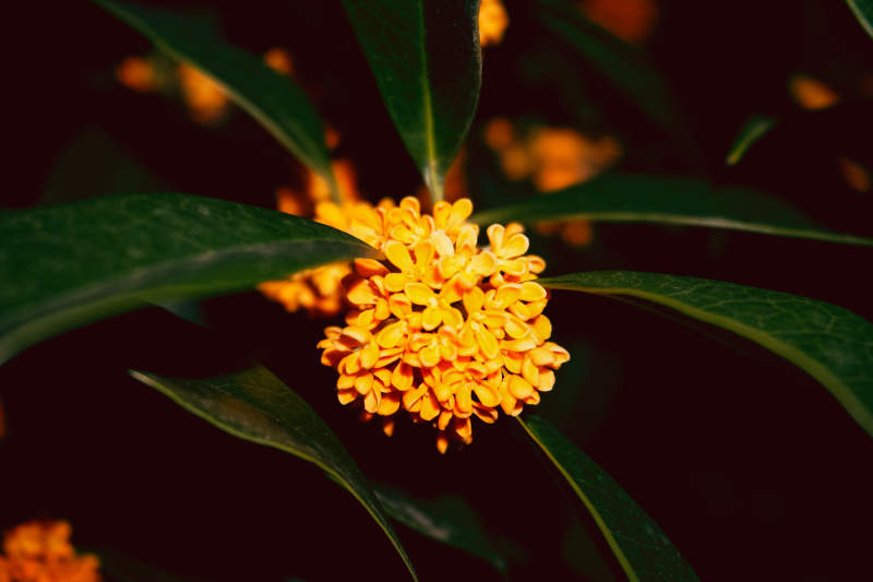 桂花在绿叶中绽放图片