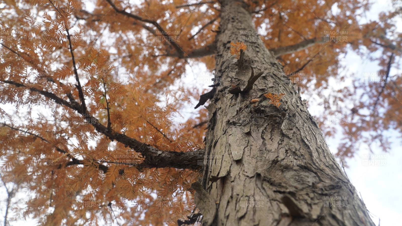 秋日树影 落叶纷飞图片
