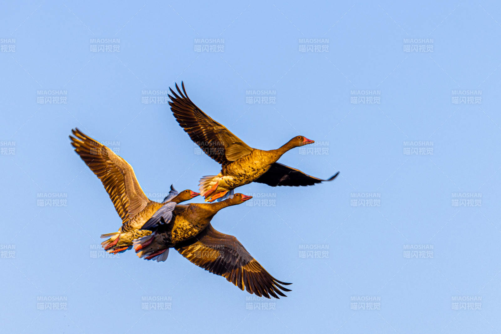 大雁翱翔蓝天图片