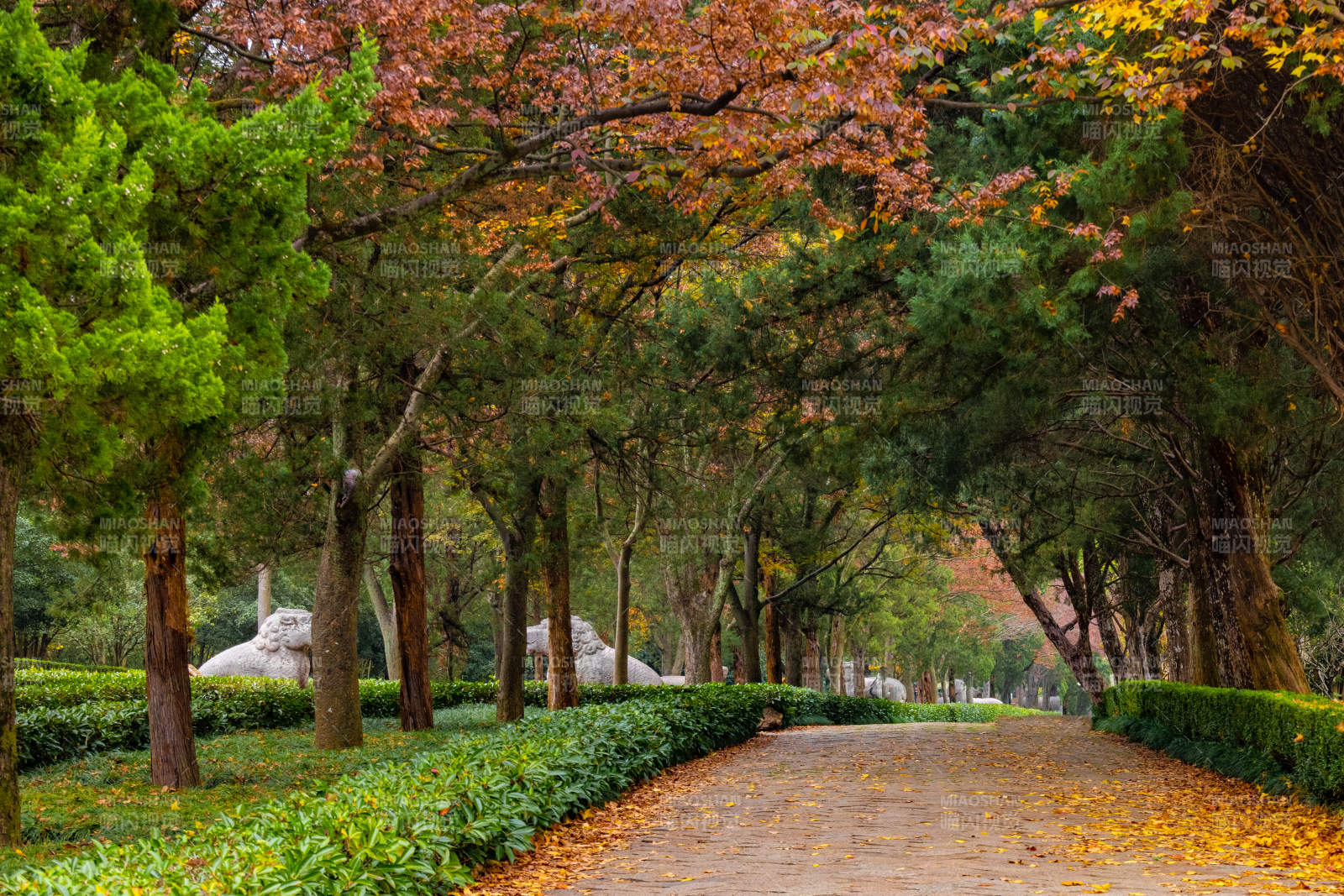 秋日林荫小径美景图片
