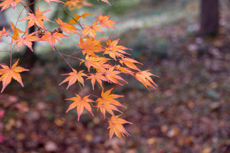 秋日枫叶映金黄图片