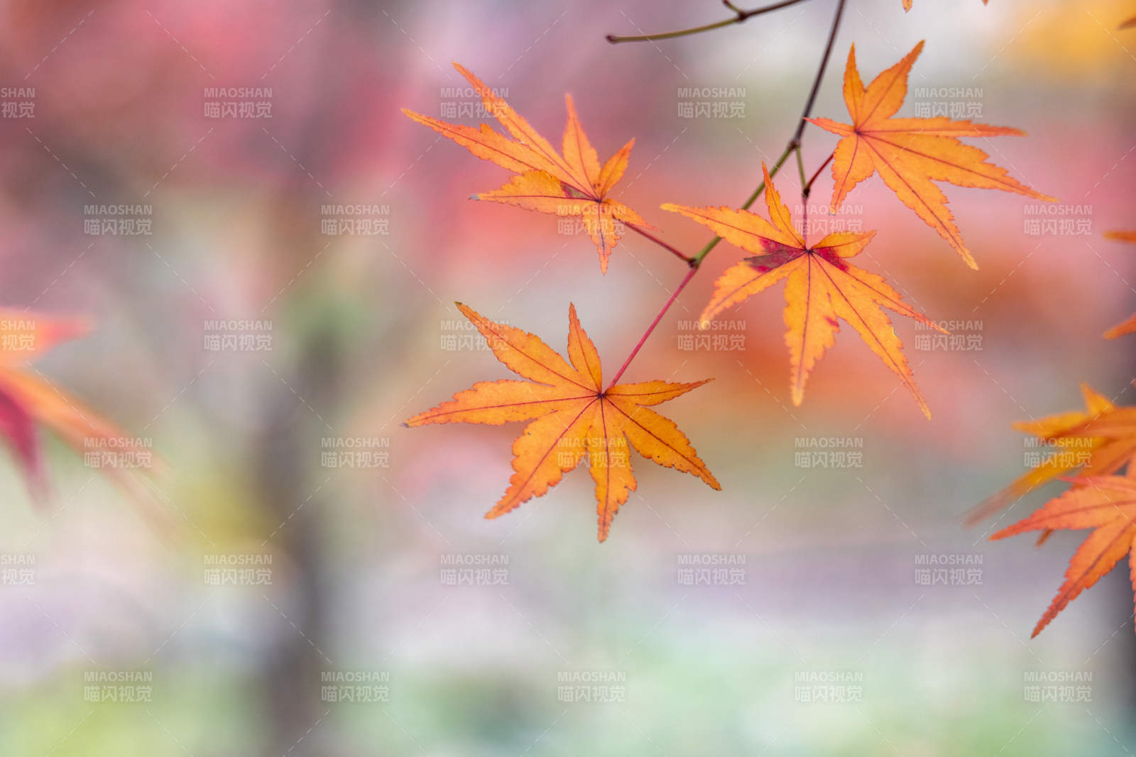 秋日枫叶 温暖色调图片