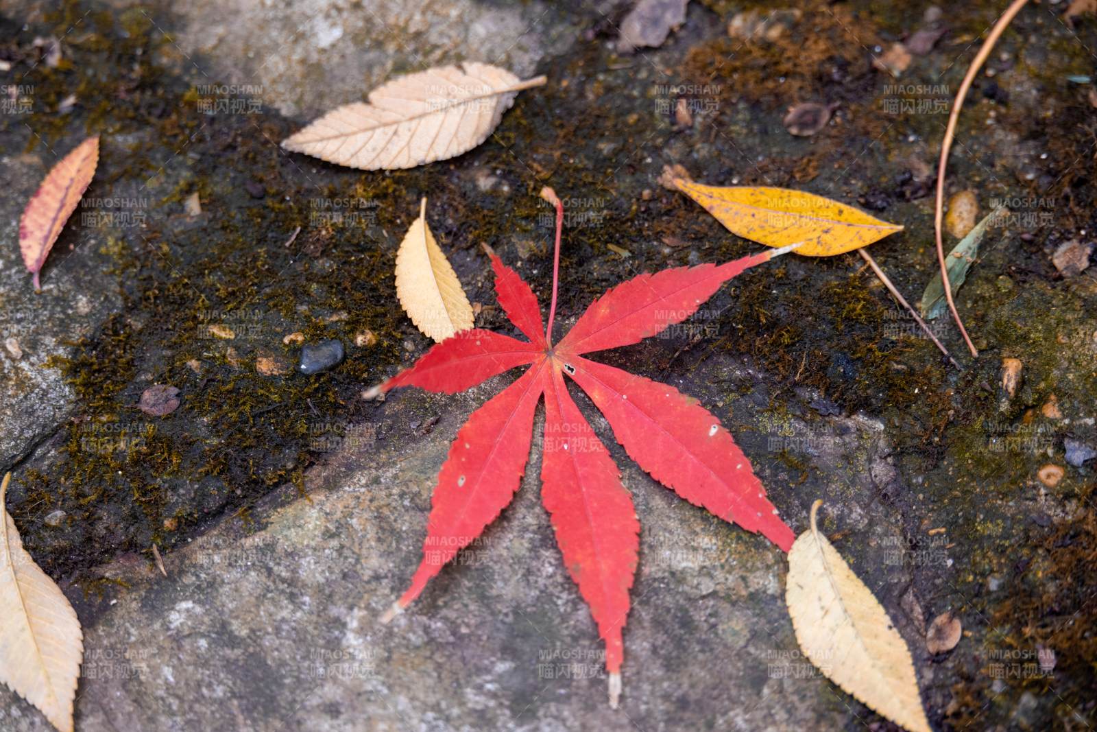 秋叶静美 红黄相映图片