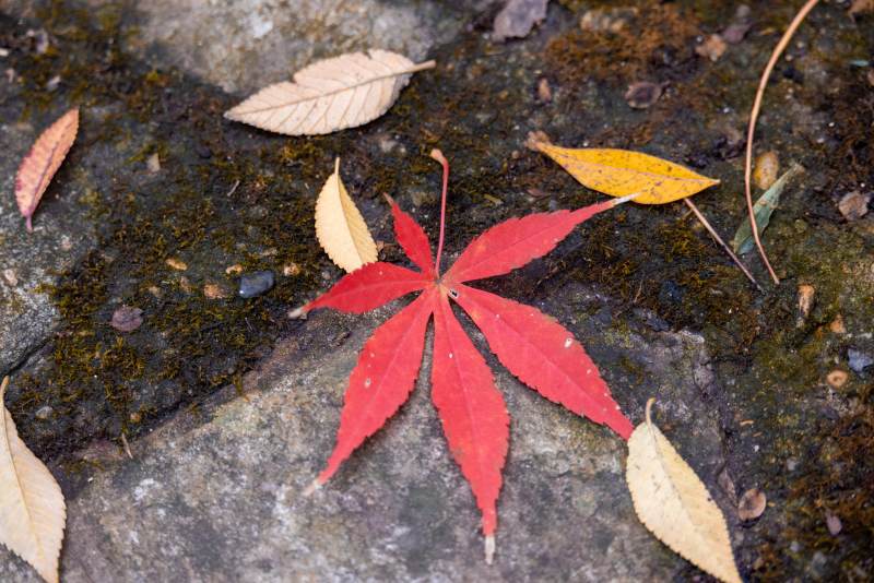 秋叶静美 红黄相映图片