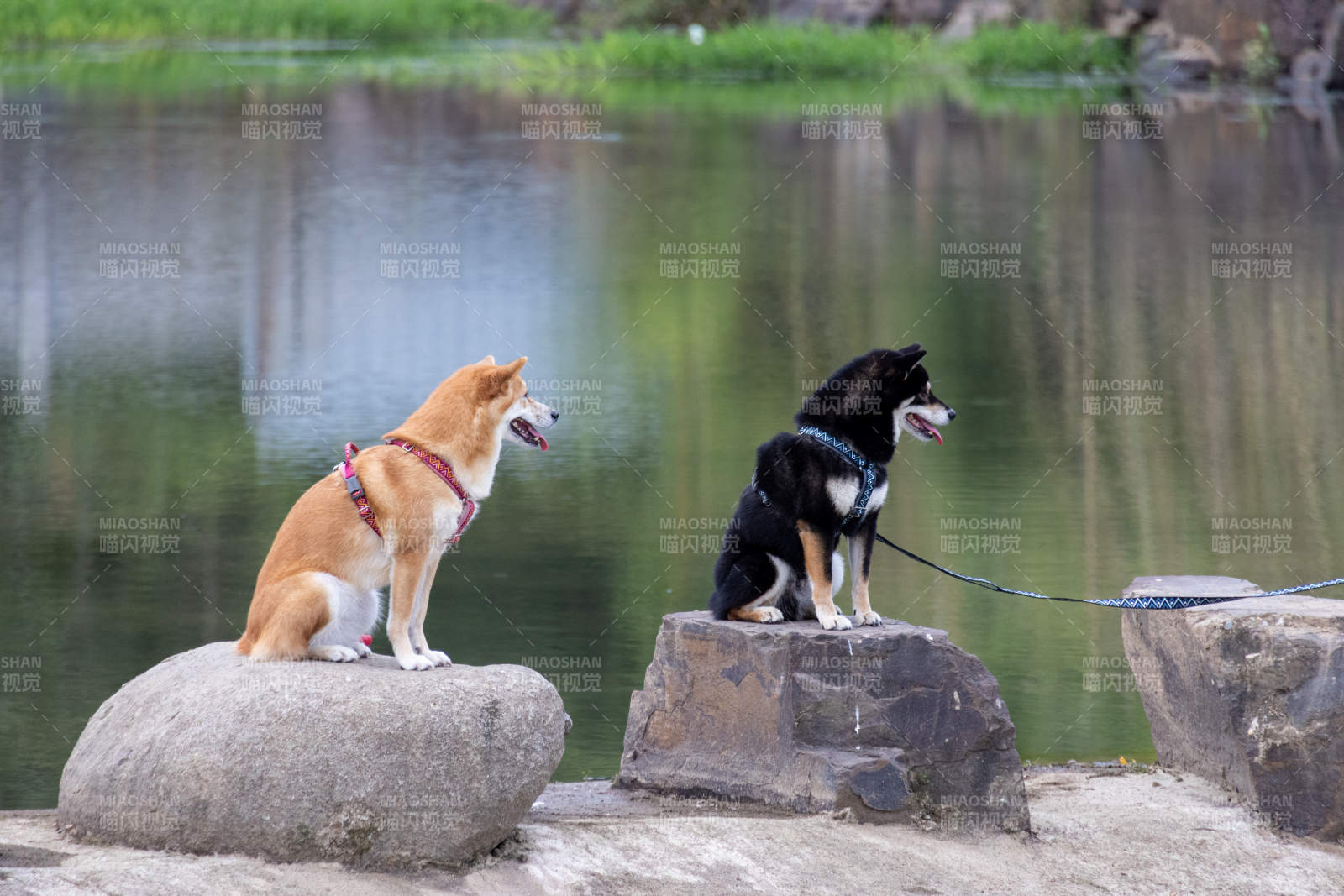 两只狗狗静坐河边石上图片