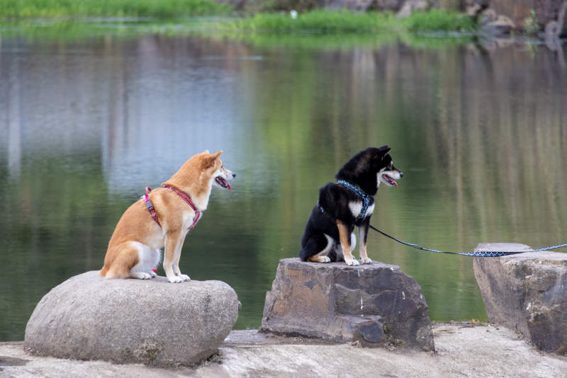 两只狗狗静坐河边石上图片