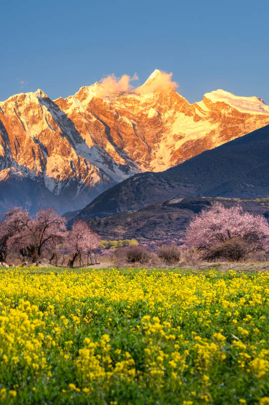 南迦巴瓦下的花海图片