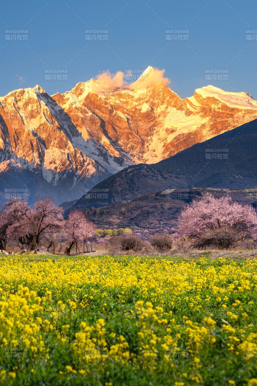 南迦巴瓦下的花海图片