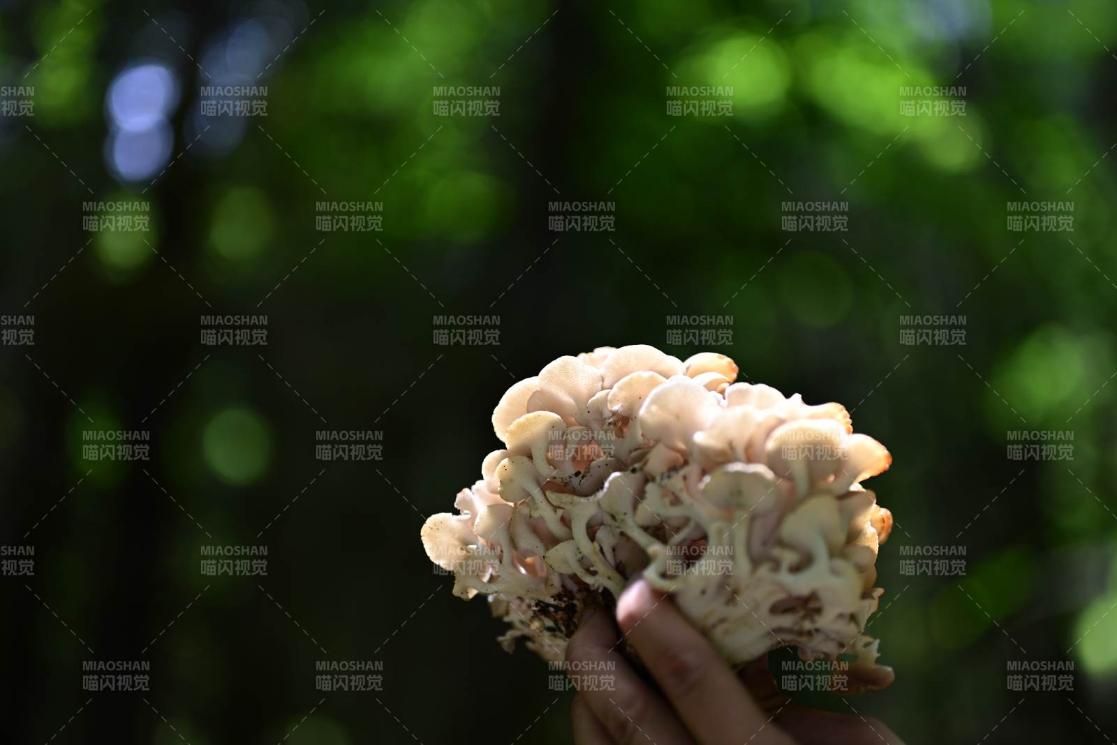 手捧森林中的蘑菇图片