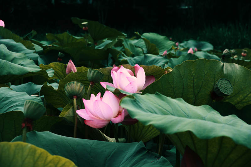 荷塘月色 粉莲绽放图片