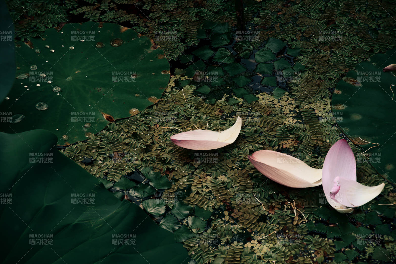 池塘上的花瓣图片