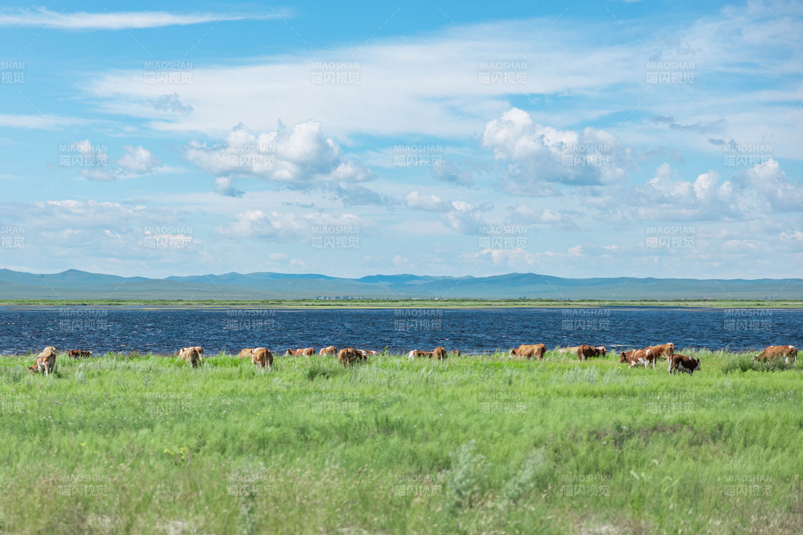 草原牛群湖畔风光  内蒙古图片
