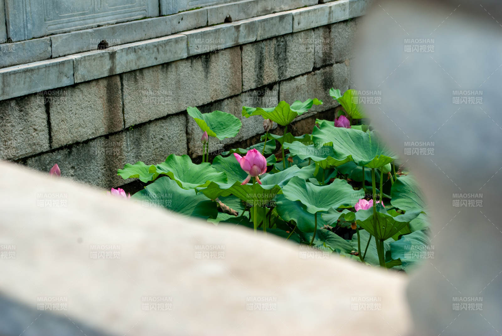 池塘荷花静谧美图片