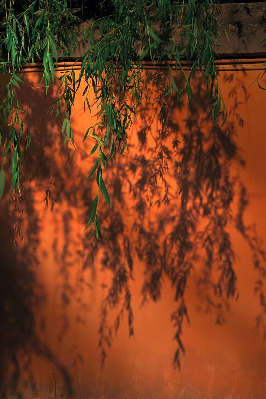 橙墙绿影 静谧之美图片