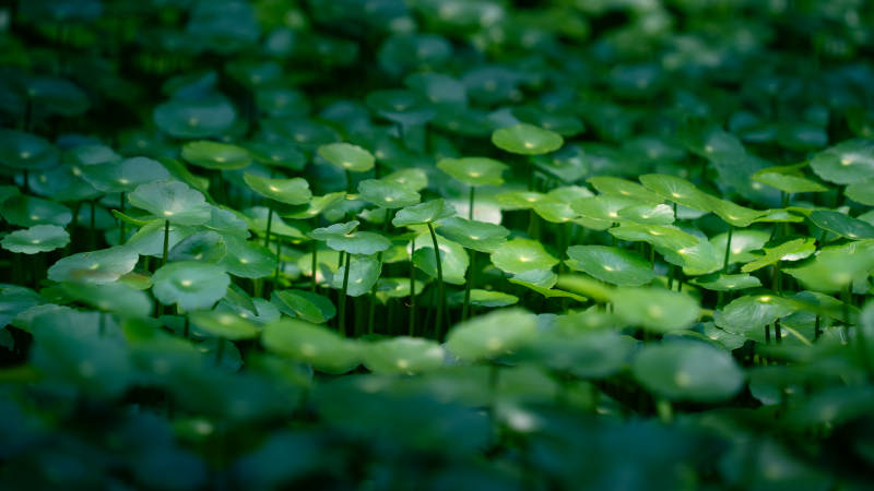 铜钱草绿叶铺展生机盎然图片