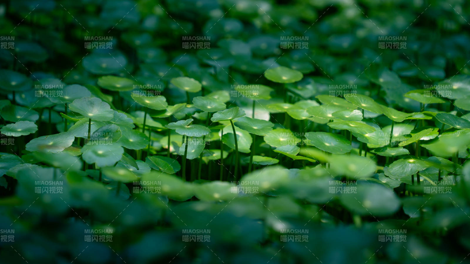 铜钱草绿叶铺展生机盎然图片