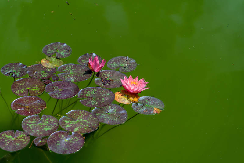 池塘中的莲花与荷叶图片