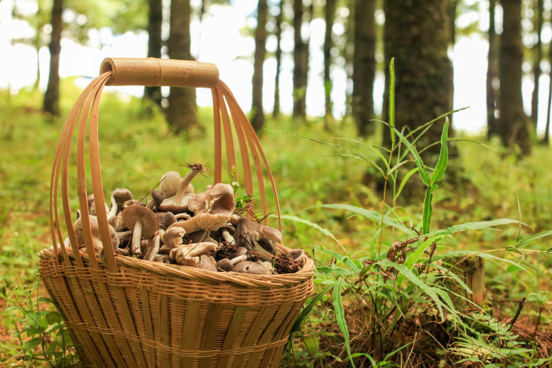 森林里的蘑菇篮子、云南野生菌图片