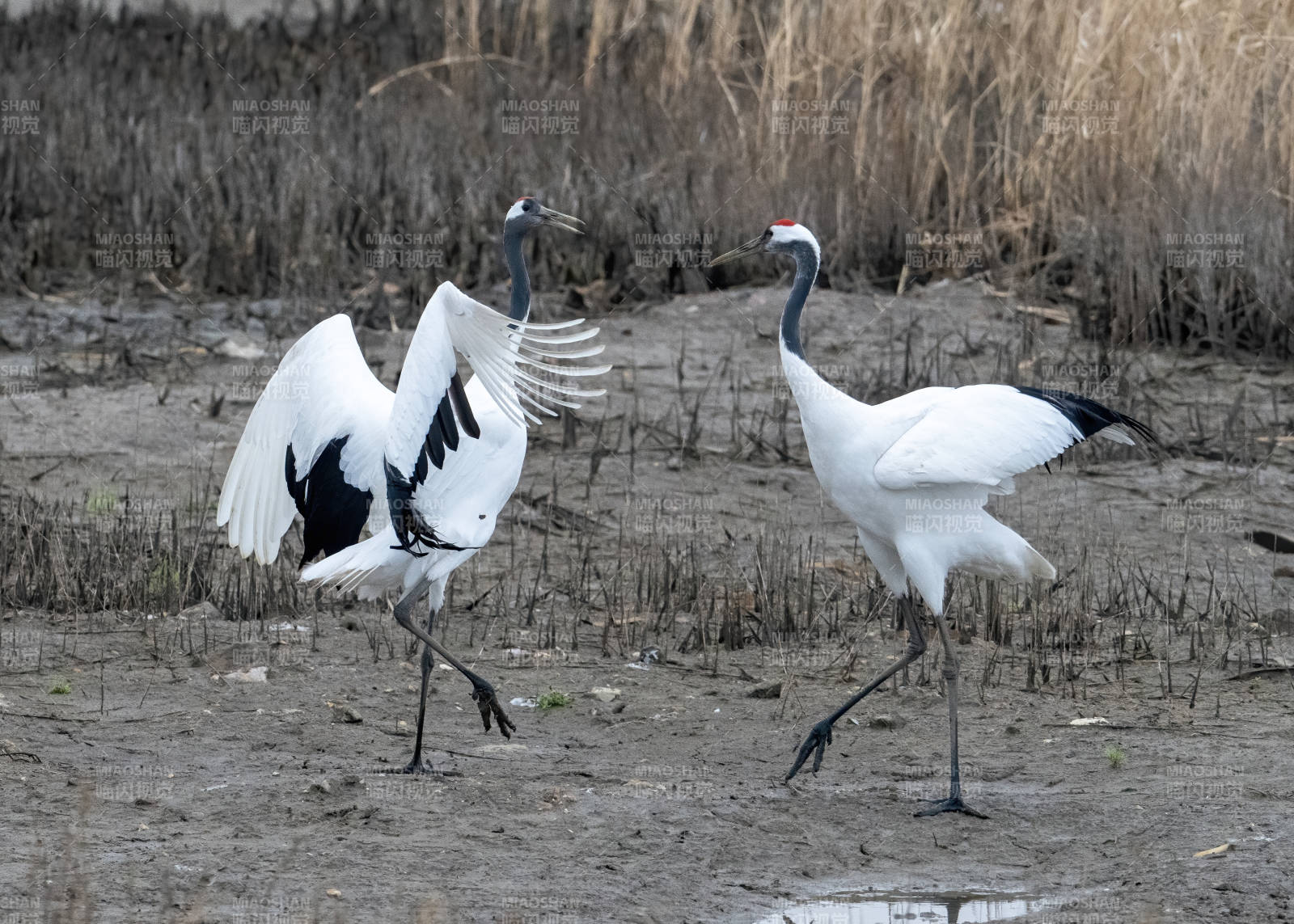 丹顶鹤的优雅舞蹈图片